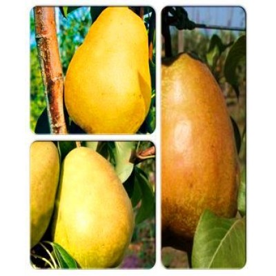 Груша > коллекция из 3-х сортов: Груша Говерла => Груша Далисан => Груша Дельбараю