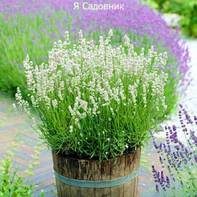 Саженец Лаванды "Эллеганс Айс"