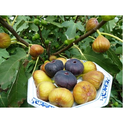 Саженец инжира "Виолетта Нормандия" Саженец инжира "Виолетта Нормандия"