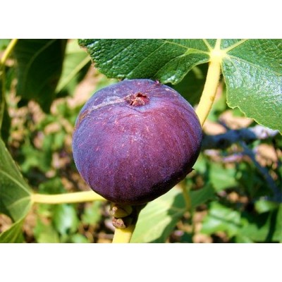 Саженец инжира "Сухумский фиолетовый" Саженец инжира "Сухумский фиолетовый"