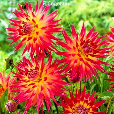 Саженец Георгинов "Бора Бора"