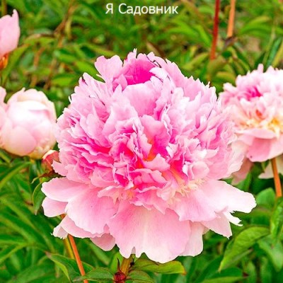 Пионы "Эденс Парфюм" Пионы "Эденс Парфюм"