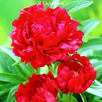 Пионы "Ред Мэджик" Пионы "Ред Мэджик"