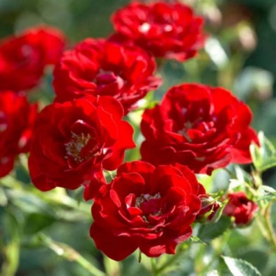 Саженец Парковых Роз "Аделаида Худлесс"