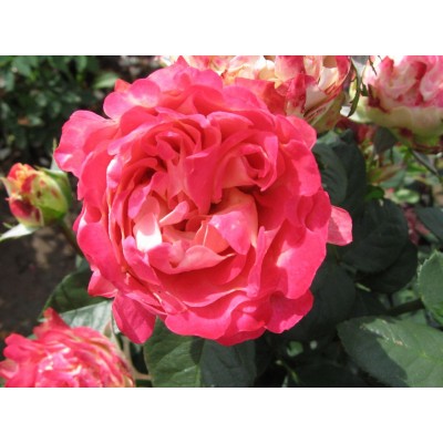 Саженец Роз Флорибунда "Блиц раффлс" Саженец Роз Флорибунда "Блиц раффлс"