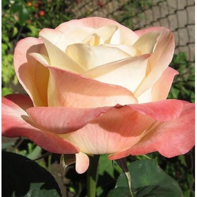 Саженец Чайно-Гибридных Роз "Бэлла Перла" Саженец Чайно-Гибридных Роз "Бэлла Перла"