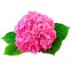 Саженцы Гортензии от питомника в Шадринске