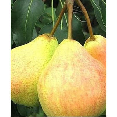 Саженец груши "Ильинка"